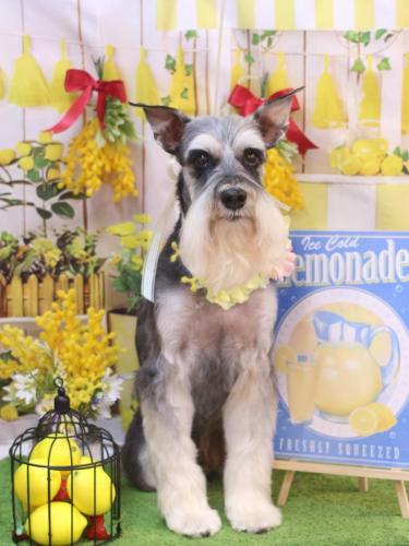 20240413銀次くん